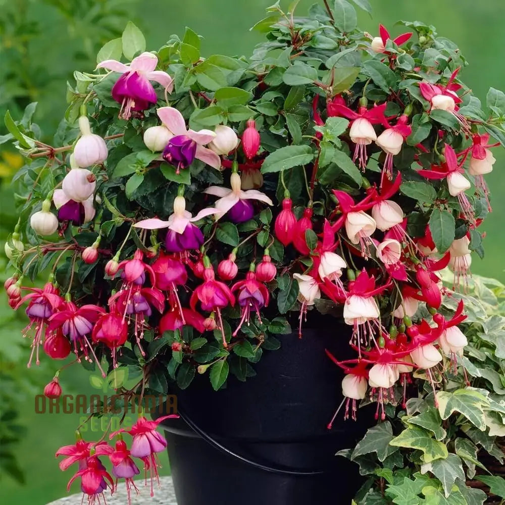 Viola Double Petal Fuchsia Bonsai Flowers Seeds For Planting 100 Pcs Flower Seeds