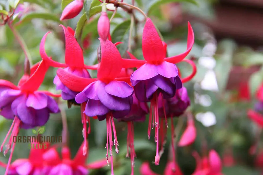 Viola Double Petal Fuchsia Bonsai Flowers Seeds For Planting 100 Pcs Flower Seeds