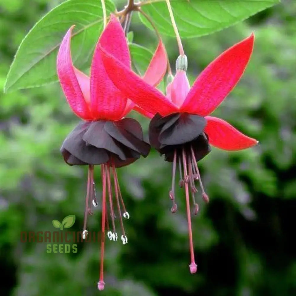 Viola Double Petal Fuchsia Bonsai Flowers Seeds For Planting 100 Pcs Flower Seeds