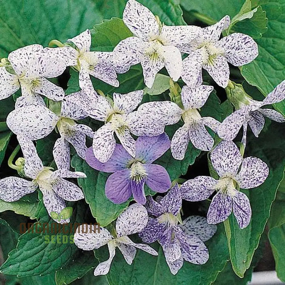 Viola Freckles Flower Seeds For Planting: Gardening Delights For Cultivating Beauty And Joy In Your