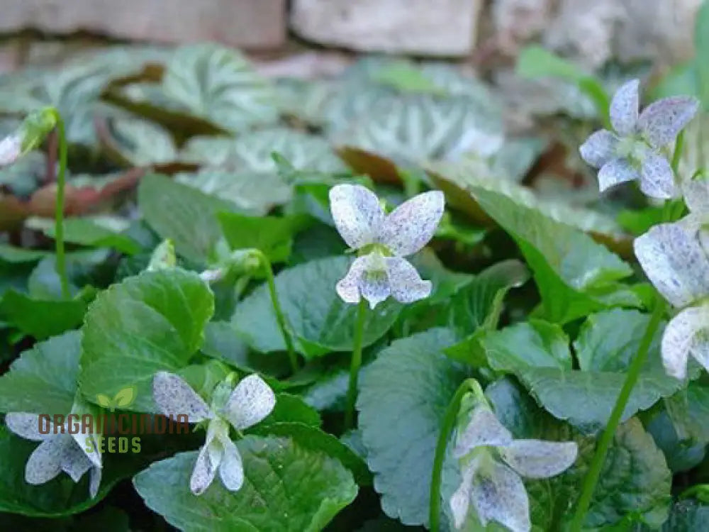 Viola Freckles Flower Seeds For Planting: Gardening Delights For Cultivating Beauty And Joy In Your