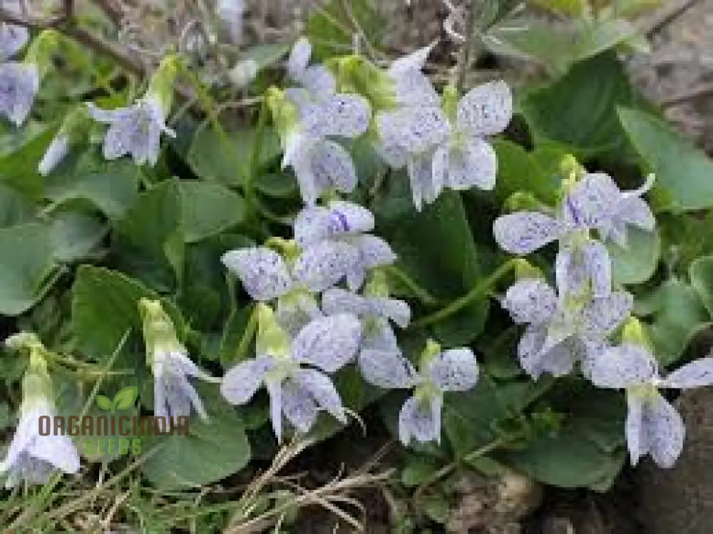 Viola Freckles Flower Seeds For Planting: Gardening Delights For Cultivating Beauty And Joy In Your