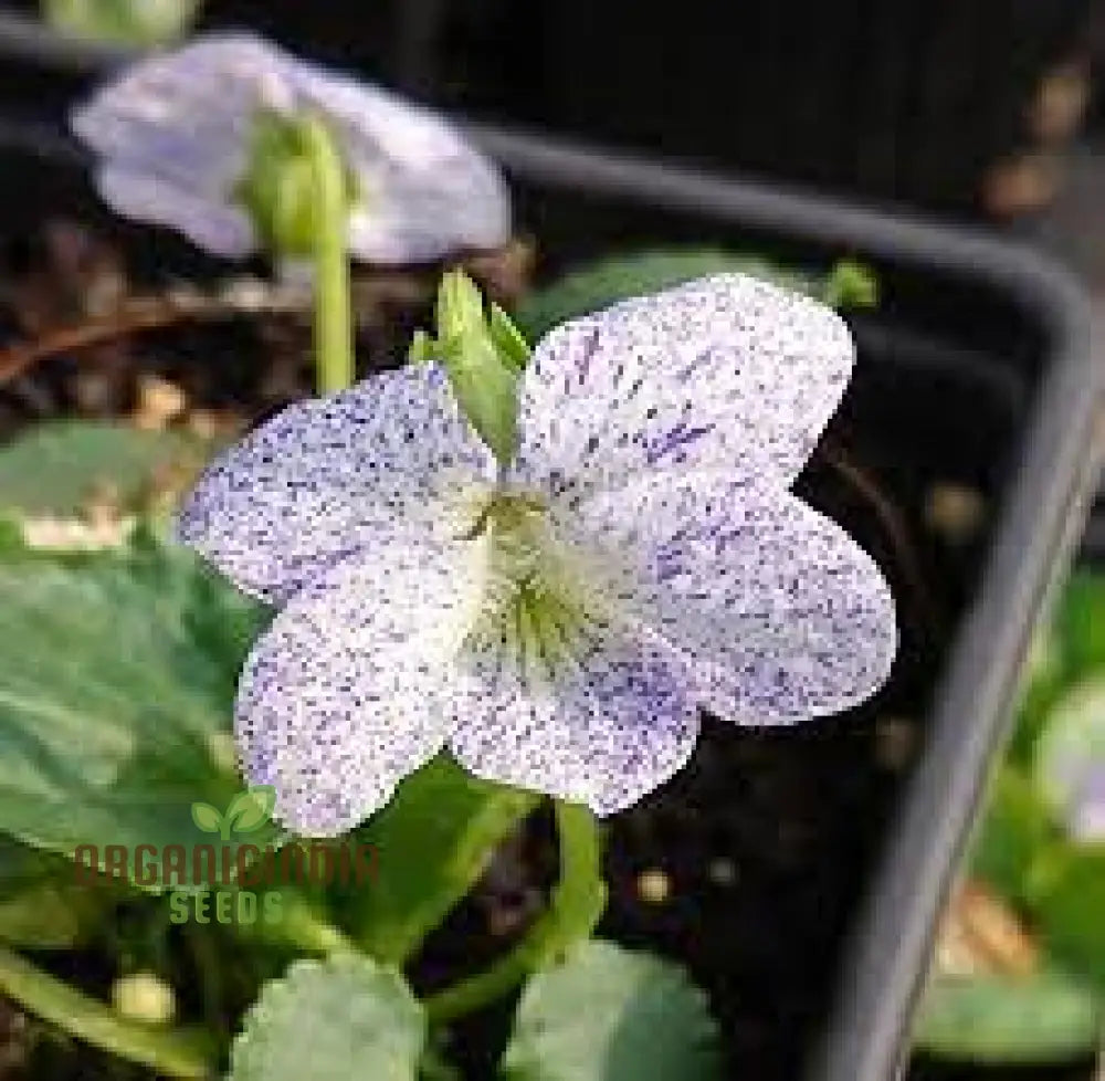 Viola Freckles Flower Seeds For Planting: Gardening Delights For Cultivating Beauty And Joy In Your