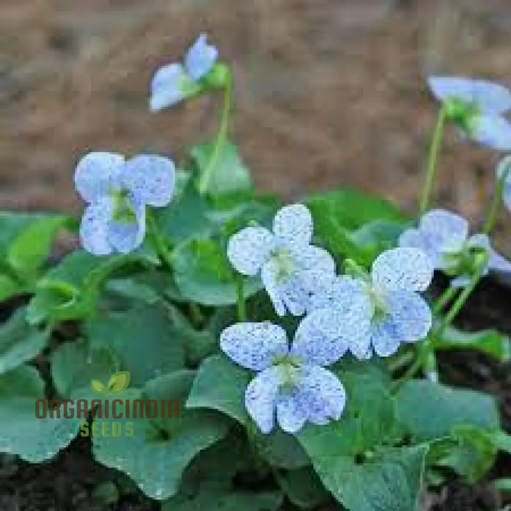 Viola Freckles Flower Seeds For Planting: Gardening Delights For Cultivating Beauty And Joy In Your