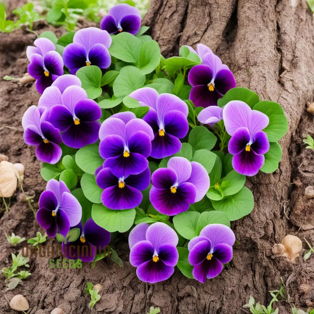 Viola Germania Mixed Flower Seeds Vibrant Assortment For Your Garden Annuals