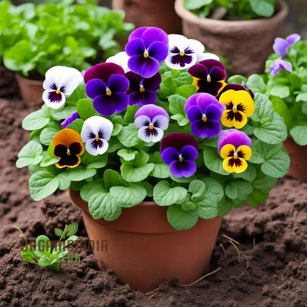 Viola Germania Mixed Flower Seeds Vibrant Assortment For Your Garden Annuals