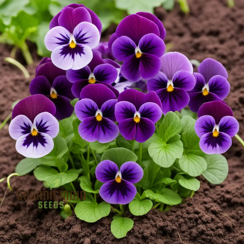 Viola Germania Mixed Flower Seeds Vibrant Assortment For Your Garden Annuals