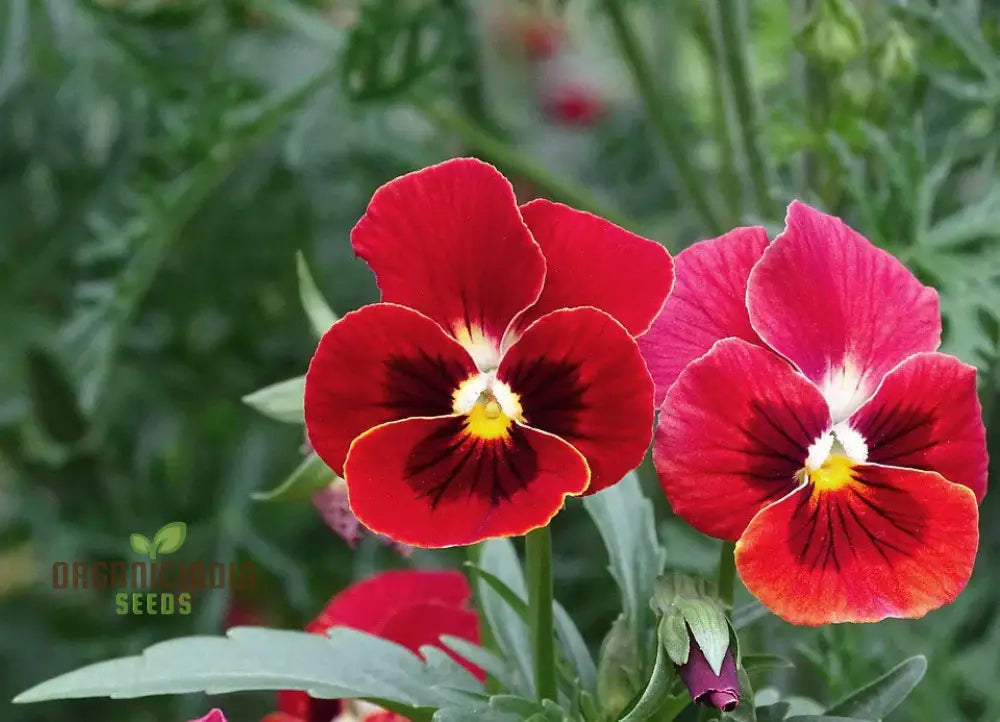 Viola (Pansy) - Arkwright Ruby Seeds â€“ Elevate Your Gardening With Rich Jewel-Toned Blooms!