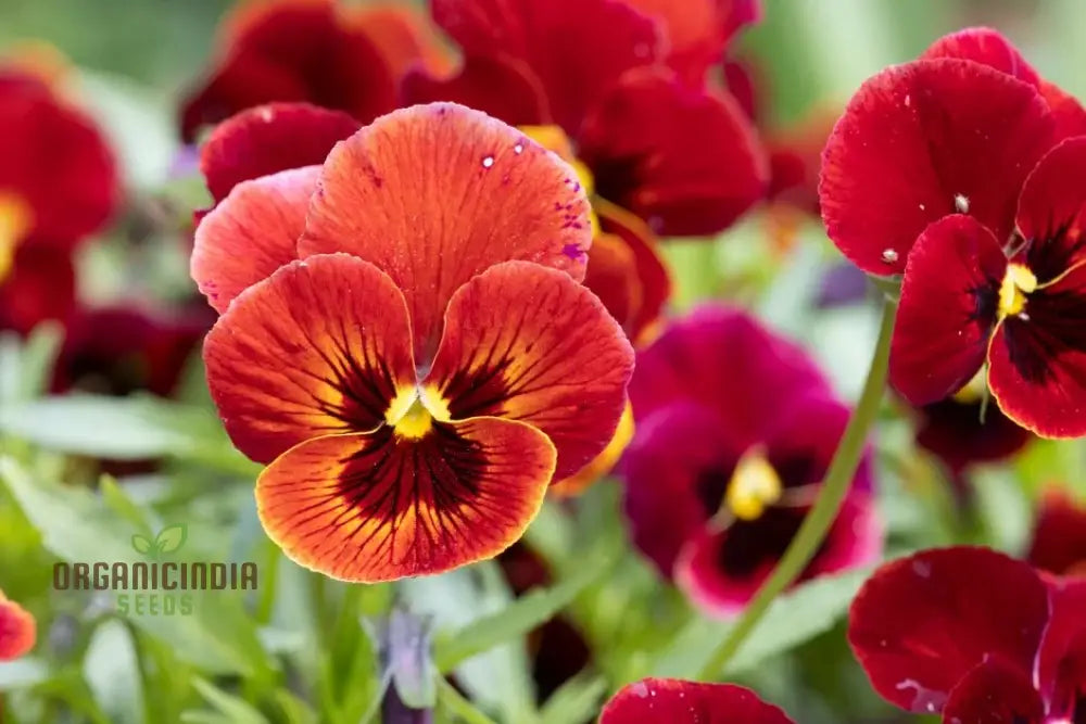 Viola (Pansy) - Arkwright Ruby Seeds – Elevate Your Gardening With Rich Jewel-Toned Blooms!