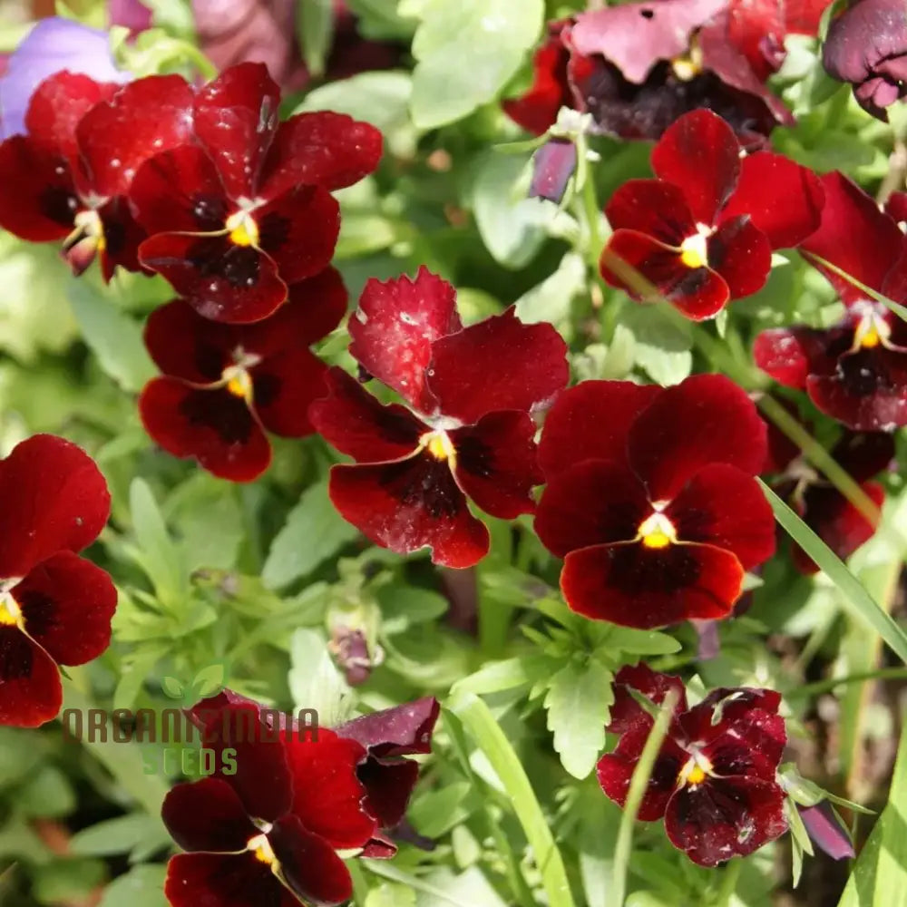 Viola (Pansy) - Arkwright Ruby Seeds – Elevate Your Gardening With Rich Jewel-Toned Blooms!