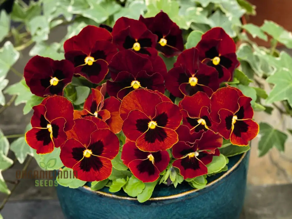 Viola (Pansy) - Arkwright Ruby Seeds – Elevate Your Gardening With Rich Jewel-Toned Blooms!