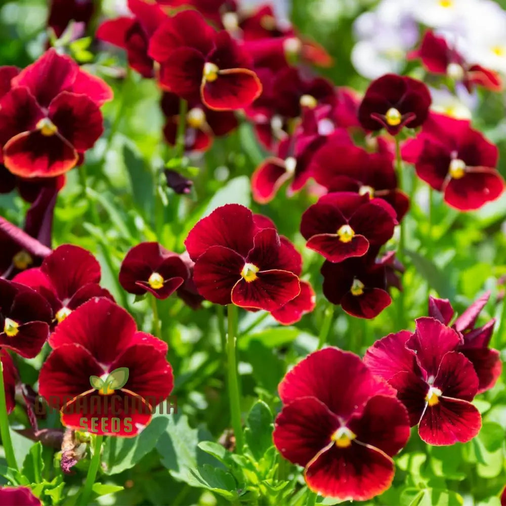 Viola (Pansy) - Arkwright Ruby Seeds – Elevate Your Gardening With Rich Jewel-Toned Blooms!