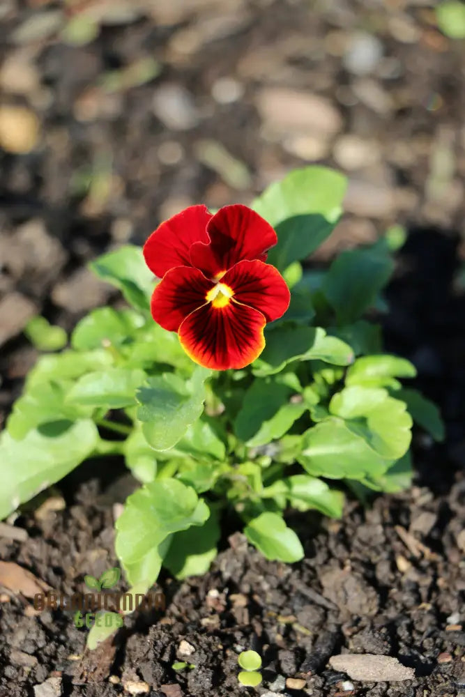 Viola (Pansy) - Arkwright Ruby Seeds – Elevate Your Gardening With Rich Jewel-Toned Blooms!