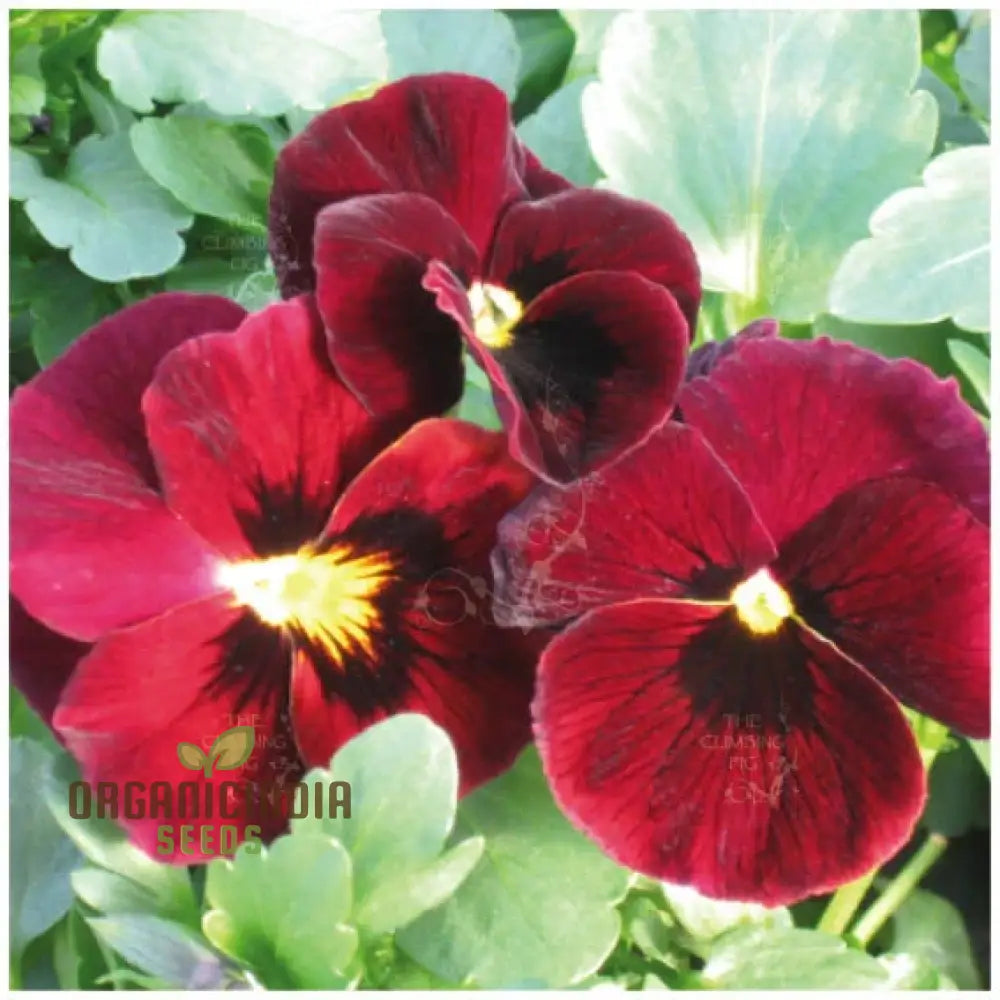 Viola (Pansy) - Arkwright Ruby Seeds – Elevate Your Gardening With Rich Jewel-Toned Blooms!