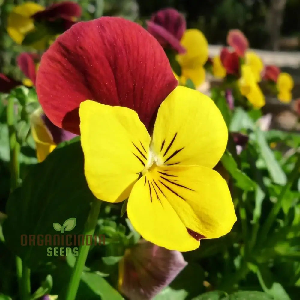 Viola - Swiss Giant Flower Seeds For Planting | Premium Quality Gardening