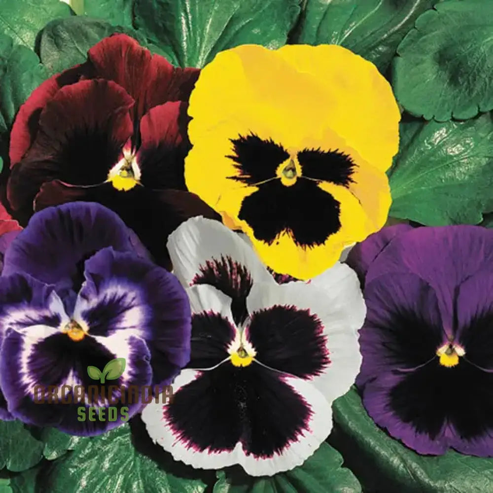 Viola - Swiss Giant Flower Seeds For Planting | Premium Quality Gardening