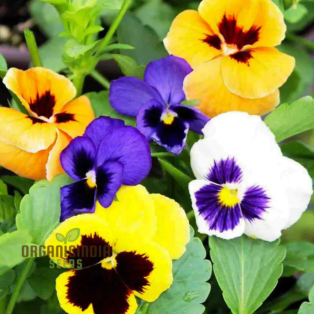 Viola - Swiss Giant Flower Seeds For Planting | Premium Quality Gardening