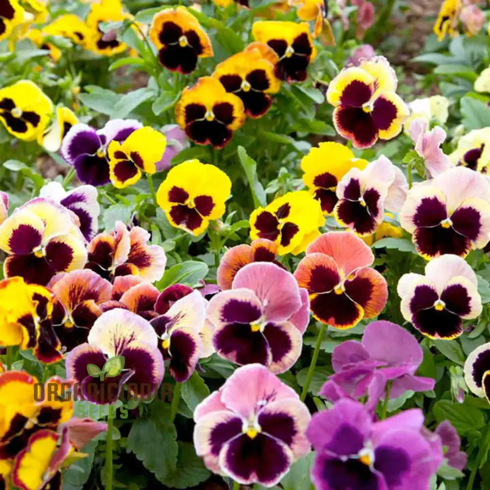 Viola - Swiss Giant Flower Seeds For Planting | Premium Quality Gardening