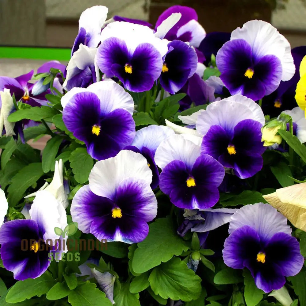 Viola - Swiss Giant Flower Seeds For Planting | Premium Quality Gardening