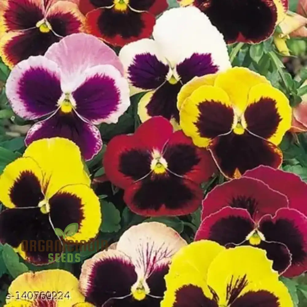 Viola - Swiss Giant Flower Seeds For Planting | Premium Quality Gardening