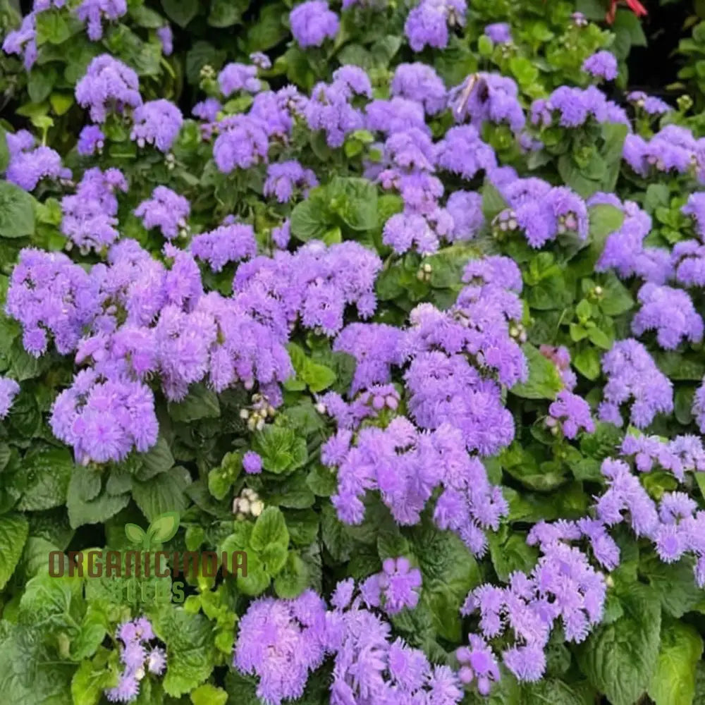 Violet Ageratum Flower Seeds Charming And Fragrant Garden Blooms Easy-To-Grow Varieties Seeds