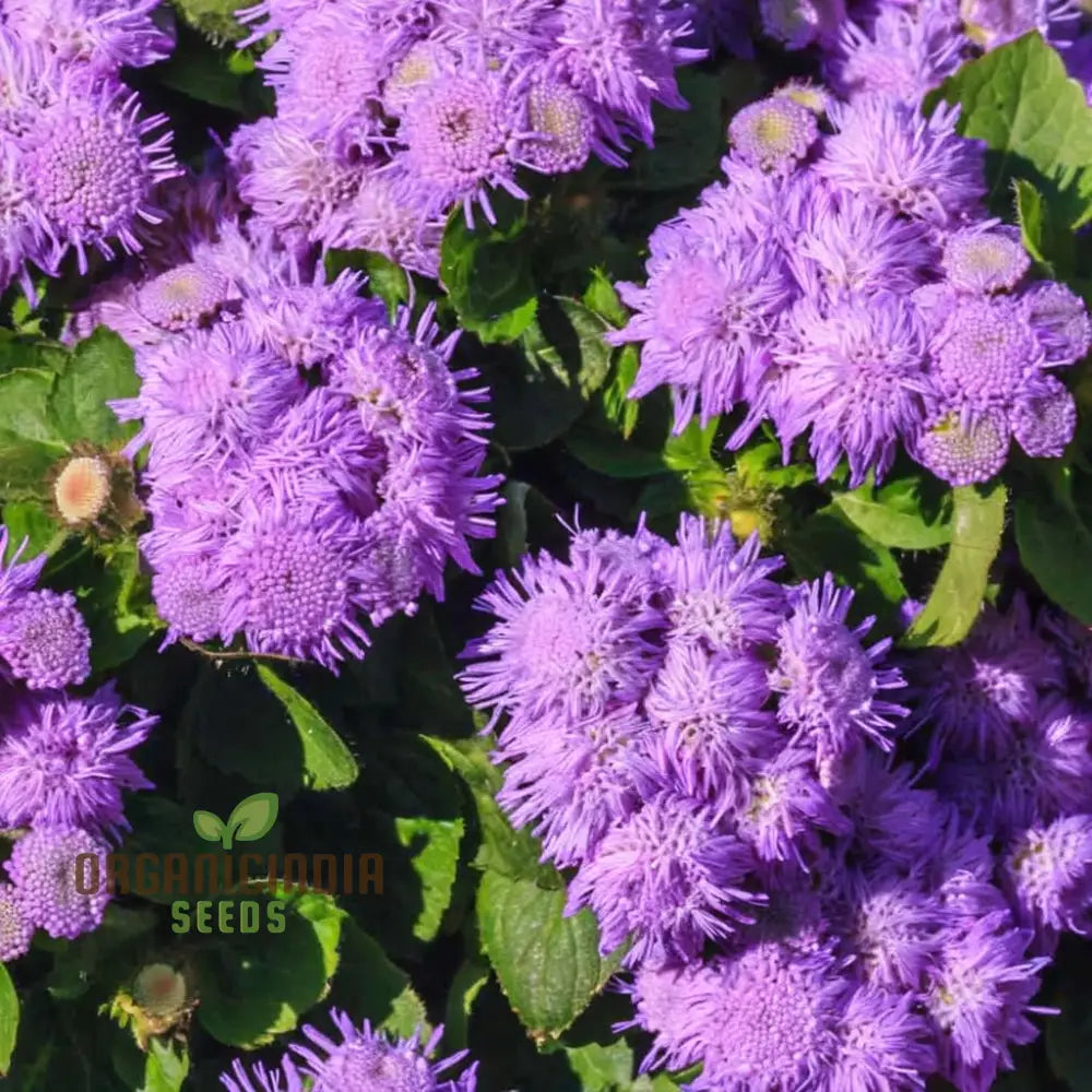 Violet Ageratum Flower Seeds Charming And Fragrant Garden Blooms Easy-To-Grow Varieties Seeds