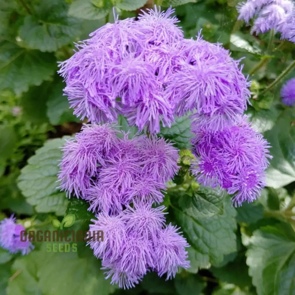 Violet Ageratum Flower Seeds Charming And Fragrant Garden Blooms Easy-To-Grow Varieties Seeds