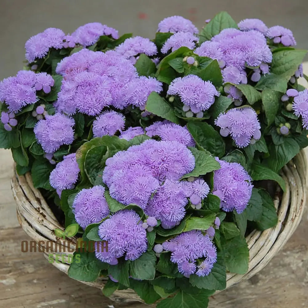 Violet Ageratum Flower Seeds Charming And Fragrant Garden Blooms Easy-To-Grow Varieties Seeds