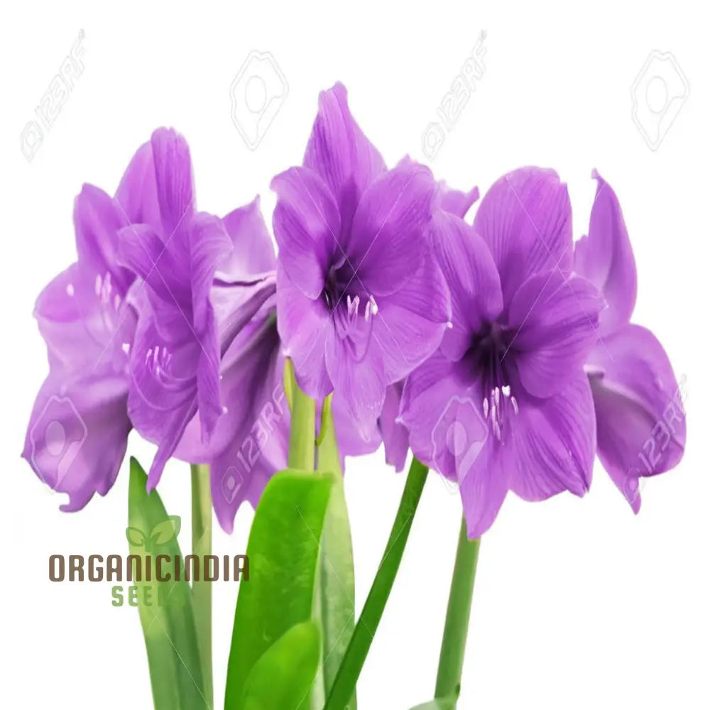 Violet Amaryllis Flower Seeds Purple Bulb For Stunning Garden Blooms And Planting Perennials