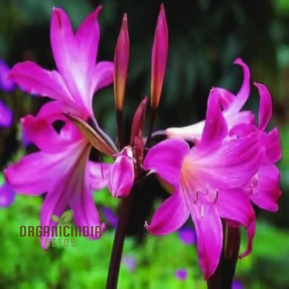 Violet Amaryllis Flower Seeds Purple Bulb For Stunning Garden Blooms And Planting Perennials