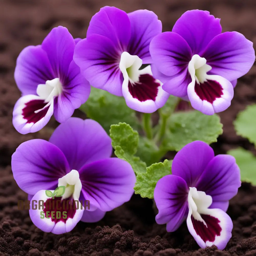 Violet Gloxinia Flower Seeds – Elevate Your Gardening Experience With Exquisite Bell-Shaped