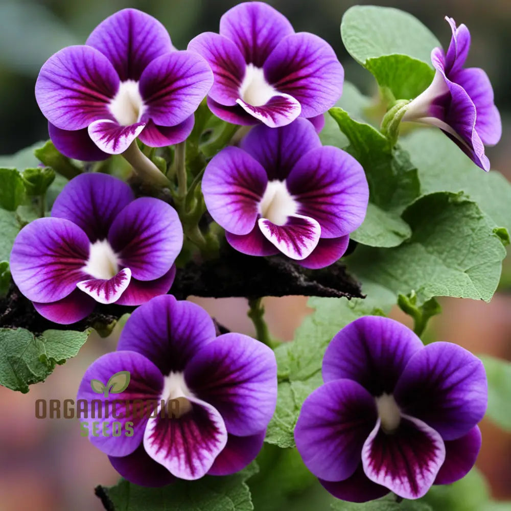 Violet Gloxinia Flower Seeds – Elevate Your Gardening Experience With Exquisite Bell-Shaped