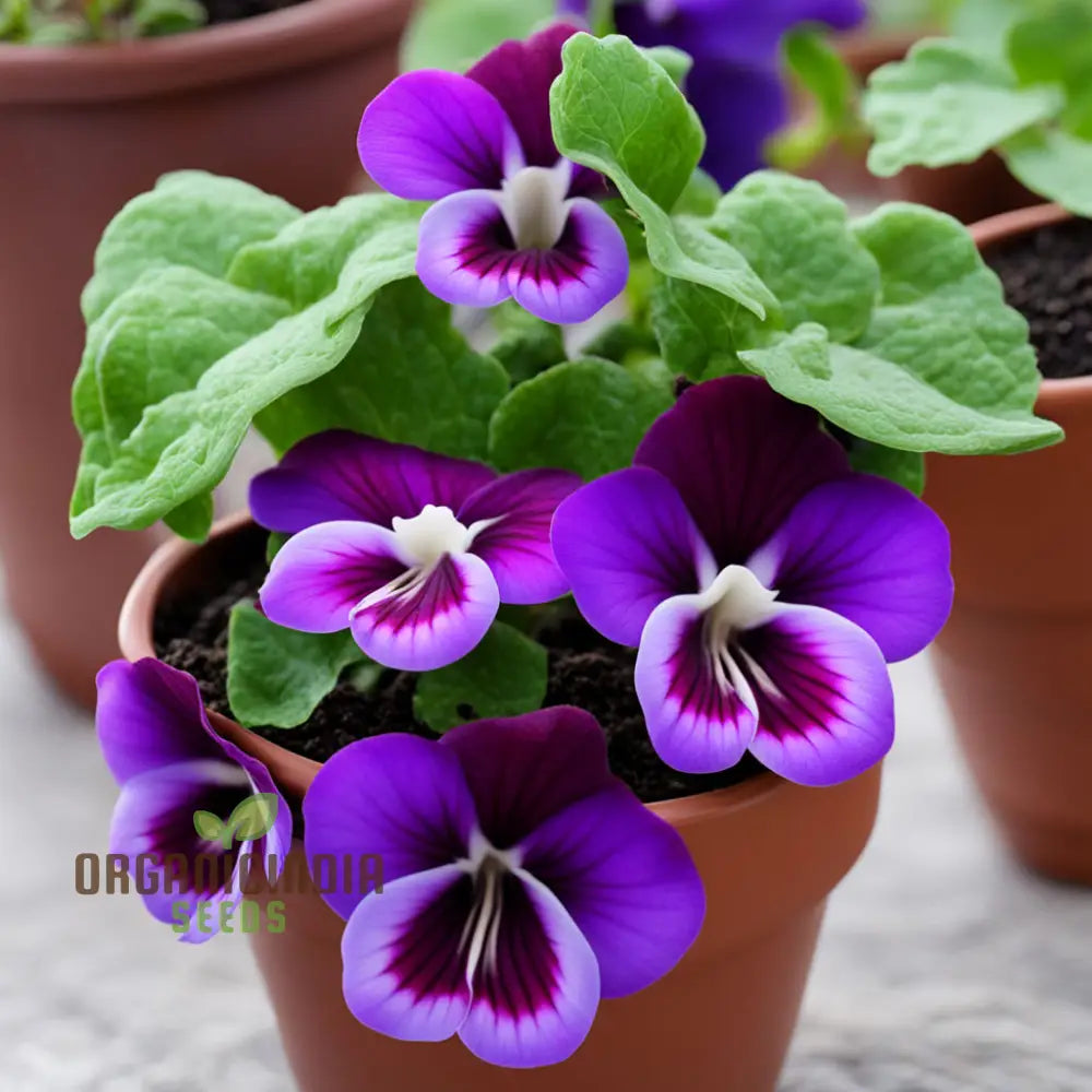 Violet Gloxinia Flower Seeds – Elevate Your Gardening Experience With Exquisite Bell-Shaped