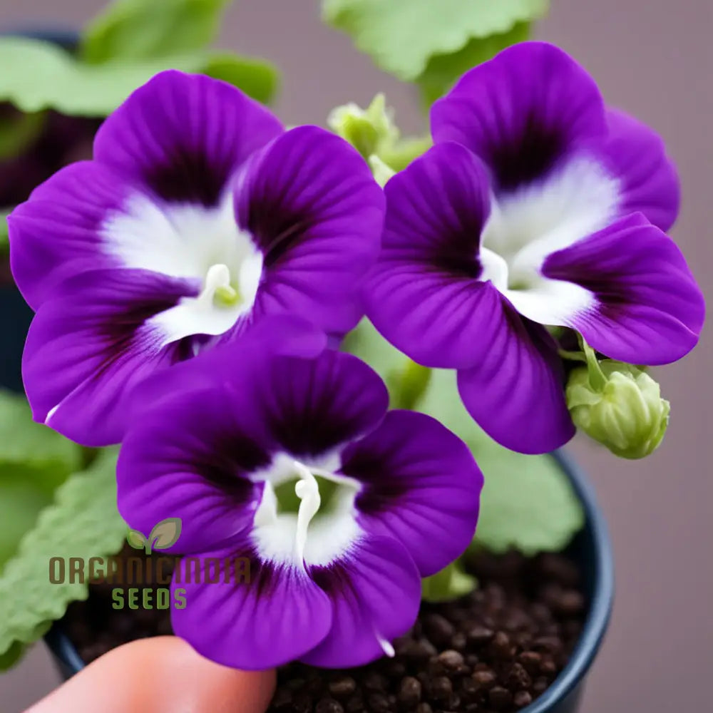 Violet Gloxinia Flower Seeds â€“ Elevate Your Gardening Experience With Exquisite Bell-Shaped