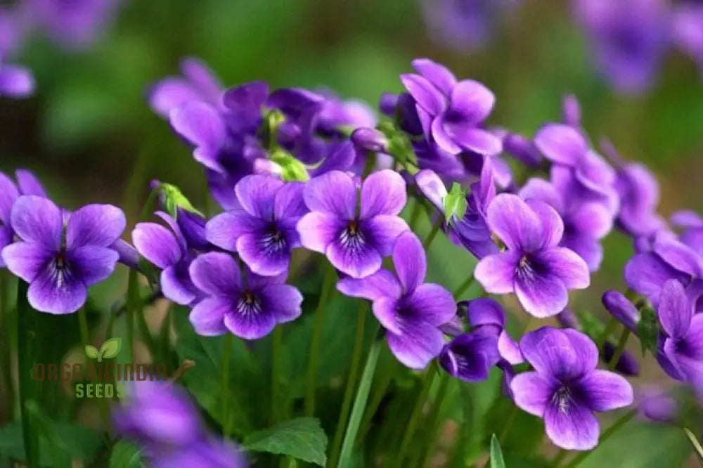 Violet Sweet Viola Philippica Flower Seeds Rare Fragrant Ideal For Home Gardens And Containers Seeds