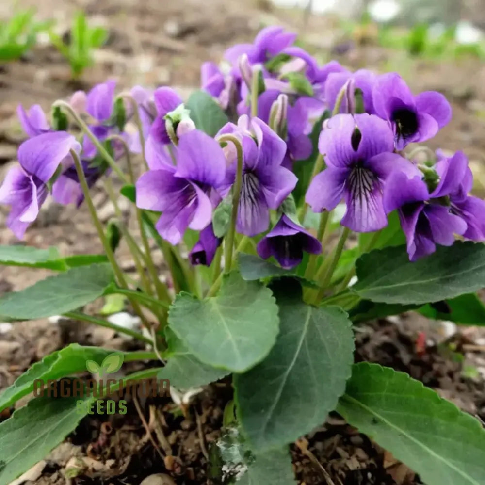 Violet Sweet Viola Philippica Flower Seeds Rare Fragrant Ideal For Home Gardens And Containers Seeds