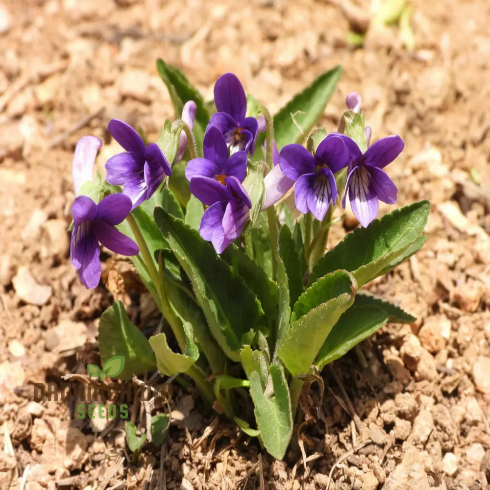 Violet Sweet Viola Philippica Flower Seeds Rare Fragrant Ideal For Home Gardens And Containers Seeds