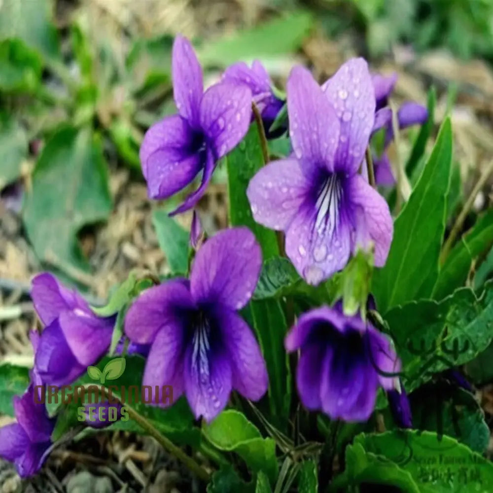 Violet Sweet Viola Philippica Flower Seeds Rare Fragrant Ideal For Home Gardens And Containers Seeds