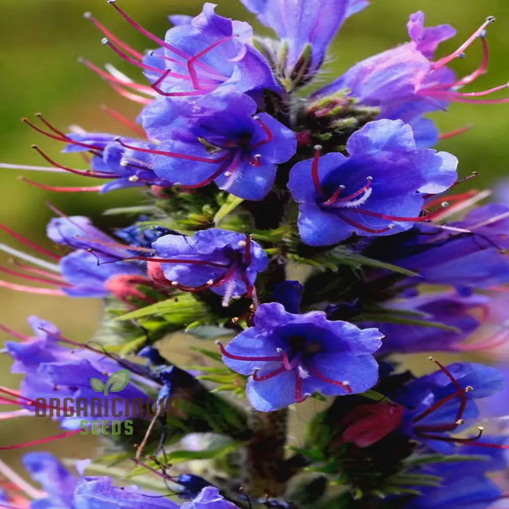 Viper’s Bugloss (Echium Vulgare) Seeds - Striking Blue Blooms For Pollinator-Friendly Gardens