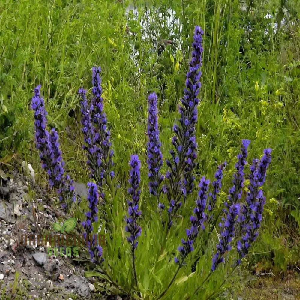 Viper’s Bugloss (Echium Vulgare) Seeds - Striking Blue Blooms For Pollinator-Friendly Gardens