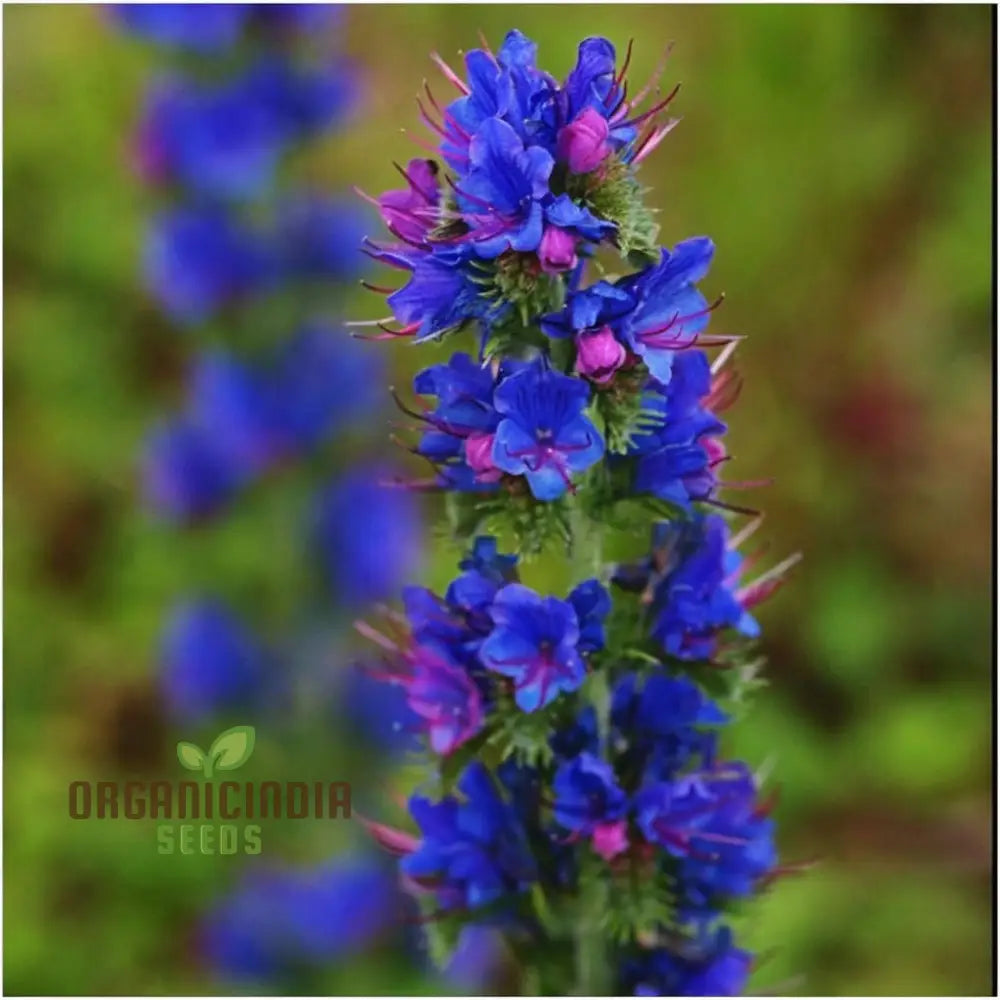 Viper’s Bugloss (Echium Vulgare) Seeds - Striking Blue Blooms For Pollinator-Friendly Gardens