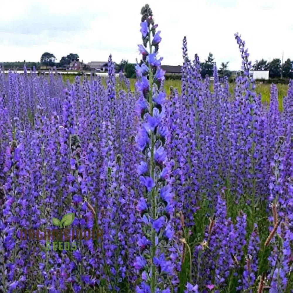 Viper’s Bugloss (Echium Vulgare) Seeds - Striking Blue Blooms For Pollinator-Friendly Gardens