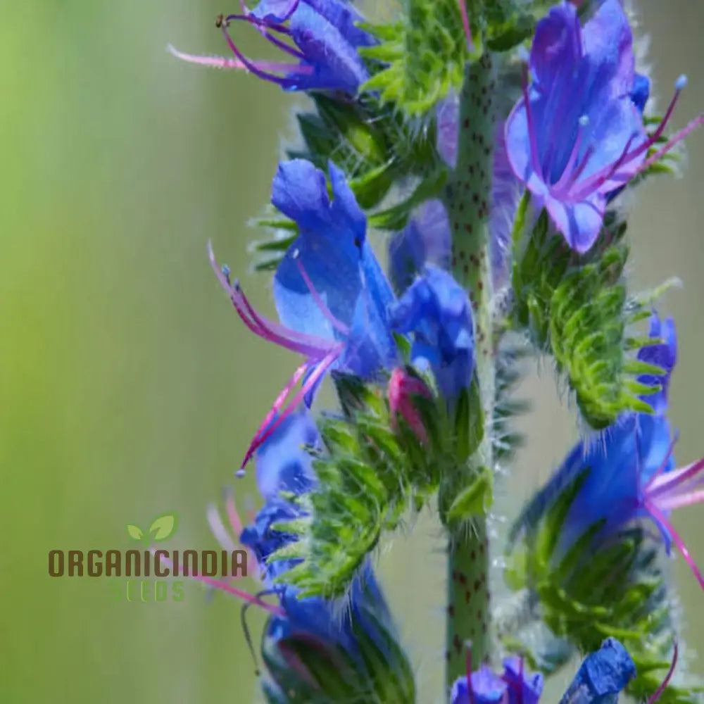 Viper’s Bugloss (Echium Vulgare) Seeds - Striking Blue Blooms For Pollinator-Friendly Gardens