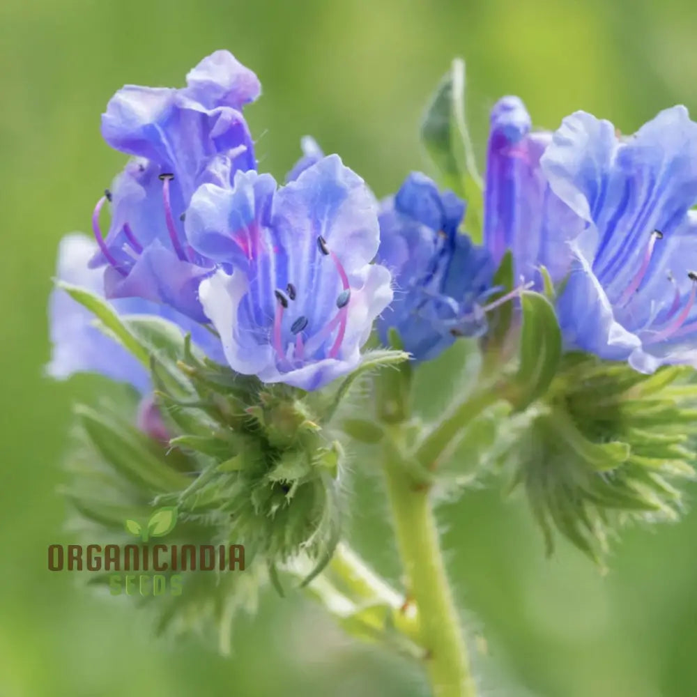 Viper’s Bugloss (Echium Vulgare) Seeds - Striking Blue Blooms For Pollinator-Friendly Gardens