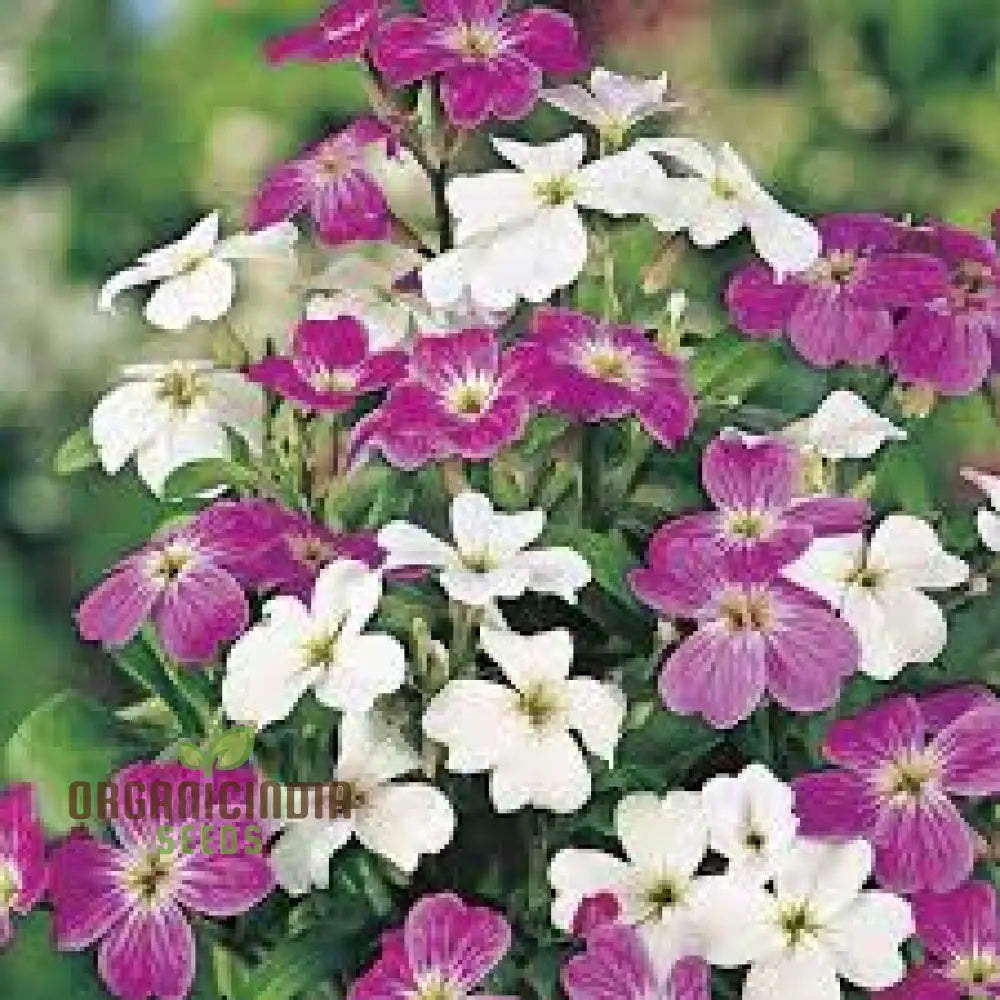 Virginian Mixed Flower Seeds For Planting: Abundant Garden Delights For Every Season