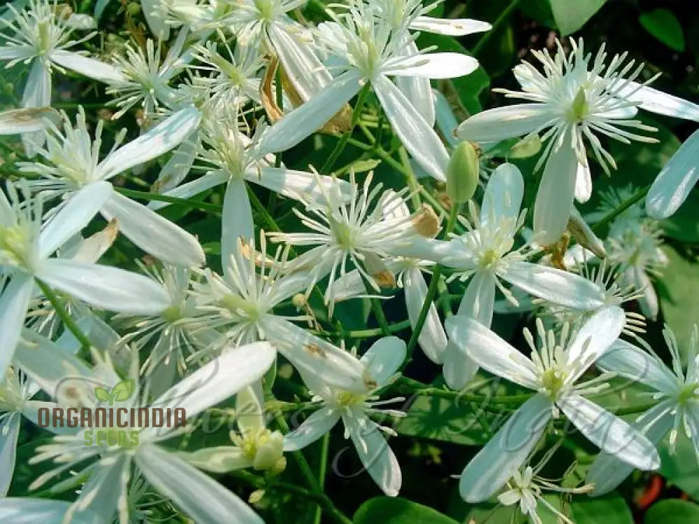 Virgin’s Bower Seeds - Clematis Virginiana For Planting And Gardening