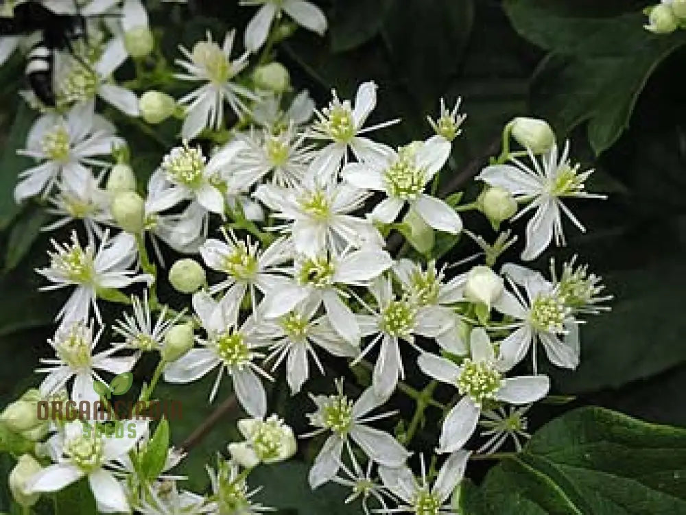 Virginâ€™s Bower Seeds - Clematis Virginiana For Planting And Gardening