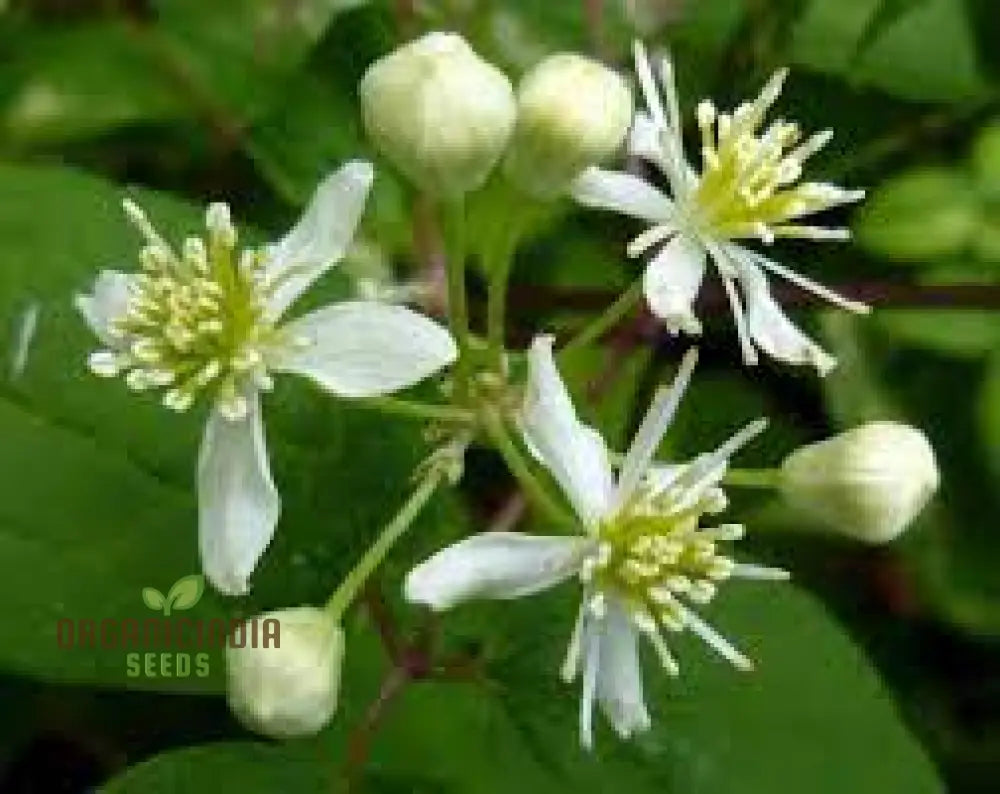 Virgin’s Bower Seeds - Clematis Virginiana For Planting And Gardening