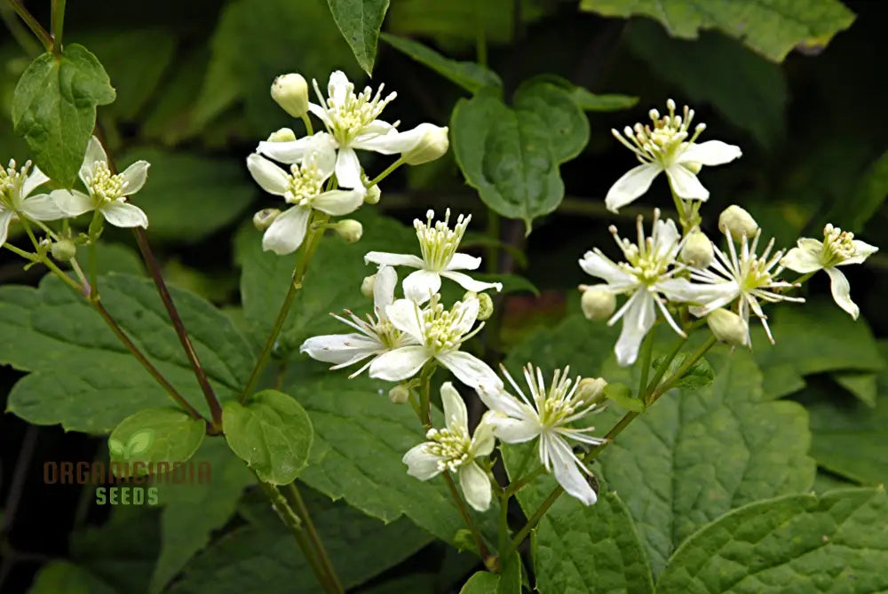 Virgin’s Bower Seeds - Clematis Virginiana For Planting And Gardening