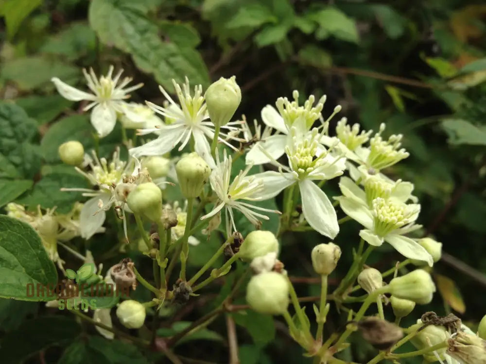 Virgin’s Bower Seeds - Clematis Virginiana For Planting And Gardening